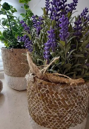 Zise Flor-de-lis アパート Conceição